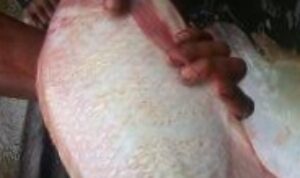 IMG-20250620-WA0134